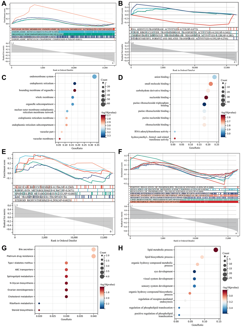 Functional enrichment analysis and GSEA analysis. (A) GO and KEGG enrichment projects were verified; (B) GO and KEGG enrichment projects were verified; (C) GO enrichment term; (D) GO enrichment term; (E) GO enrichment terms under GSEA analysis; (F) KEGG enrichment terms under GSEA analysis; (G) GO enrichment term; (H) KEGG enrichment item.