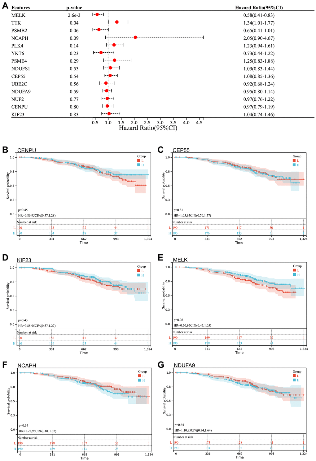 Survival analysis, survivorship curve. (A) Survival data of 14 core genes with significantly different expression and GSE140082; (B) CENPU: p = 0.45, HR = 0.86, 95% CI (0.57, 1.28); (C) CEP55: p = 0.81, HR = 1.05, 95% CI (0.70, 1.57); (D) KIF23: p = 0.43, HR = 0.85, 95% CI (0.57, 1.27); (E) MELK: p = 0.08, HR = 0.70, 95% CI (0.47, 1.05); (F) NCAPH: p = 0.34, HR = 1.22, 95% CI (0.81, 1.82); (G) NDUFA9: p = 0.64, HR = 1.10, 95% CI (0.74, 1.64).