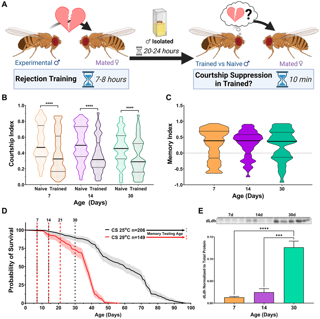 dLdh protein levels increase in the brain with age while long-term courtship memory is retained in control male flies. (A) Courtship conditioning paradigm used for testing long-term courtship memory throughout this study. (B) Courtship indexes for Canton-S male flies aged 7, 14, or 30 days at 25°C decreased in courtship conditioning rejection trained vs. naïve conditions at all ages. N = 100–117. Naïve and trained flies were compared for each age group using one-sided Mann-Whitney U tests, ****p C) Long-term courtship memory indexes for trained flies represented in B do not differ between age groups. Age groups were compared using a Kruskal-Wallis test with Dunn’s multiple comparisons tests. (D) Survival curve of Canton-S male flies singly housed is decreased at 29°C compared with 25°C and ages which were selected for memory testing in control (25°C black) and transgenic (29°C red) flies are highlighted with vertical dotted lines. Curve comparison was made using a Log-rank (Mantel-Cox) test, ****p E) Western blot analysis of head extracts from male Canton-S flies aged 7, 14 or 30 days at 29°C showing dLdh protein levels increase with age (F(2, 10) = 36.64, p n = 4–5. Each sample consists of protein extracts from 20 heads. Comparisons across age were made using one-way ANOVA with Šídák’s multiple comparisons tests between all age groups. ***p ****p 