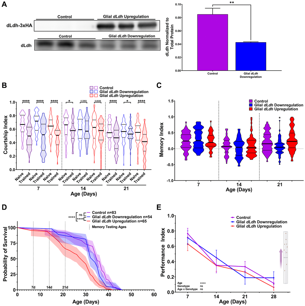 Male flies with downregulated dLdh expression in glia exhibit decreased long-term courtship memory with age, while flies with upregulated dLdh expression in glia exhibit decreased survival. (A) Western blot analysis of head extracts from glial transgenic male flies aged 21 days at 29°C showing elevated ectopic HA tagged dLdh expression (upper panel) and decreased endogenous dLdh levels (lower panel) in flies using a Repots-Gal4 driver to drive UAS-dLDH (with 3xHA tag) and UAS-dLdh-RNAi expression respectively (n = 3), expression was normalized to total protein content (based on Ponceau-S staining) n = 3. Each sample consisted of head extracts from 20 heads. Comparisons made by unpaired t test, **p B) Courtship indexes for glial transgenic male flies aged 7, 14, or 21 days at 29°C post-eclosion showing courtship conditioning rejection training was decreased compared to naïve flies for all genotypes at 7 and 21 days of age, and control only at 14 days of age. n = 48–72. Naïve and trained flies were compared within each genotype at each age using one-sided Mann-Whitney U tests, ****p *p C) Long-term courtship memory indexes for glial transgenic trained flies represented in B. Memory was only decreased following glial dLdh downregulation at 21 days of age compared to control (H = 16.9, p = 0.0002). Genotypes at each age were compared using Kruskal-Wallis tests with Dunn’s multiple comparisons to control, *p D) In male flies, only glial upregulation of dLdh reduced survival compared to control and dLdh downregulation. Shaded area represents the 95% confidence interval. Curve comparison was made using a Log-rank (Mantel-Cox) test, ****p E) Altered glial dLdh expression did not impact climbing ability in male flies during negative geotaxis at any age compared to control. Comparisons across age and genotype were made using a mixed-effects model with Geisser-Greenhouse correction and Tukey’s multiple comparisons within each age group. Effects of age, genotype, and age by genotype interaction are denoted on the bottom left.