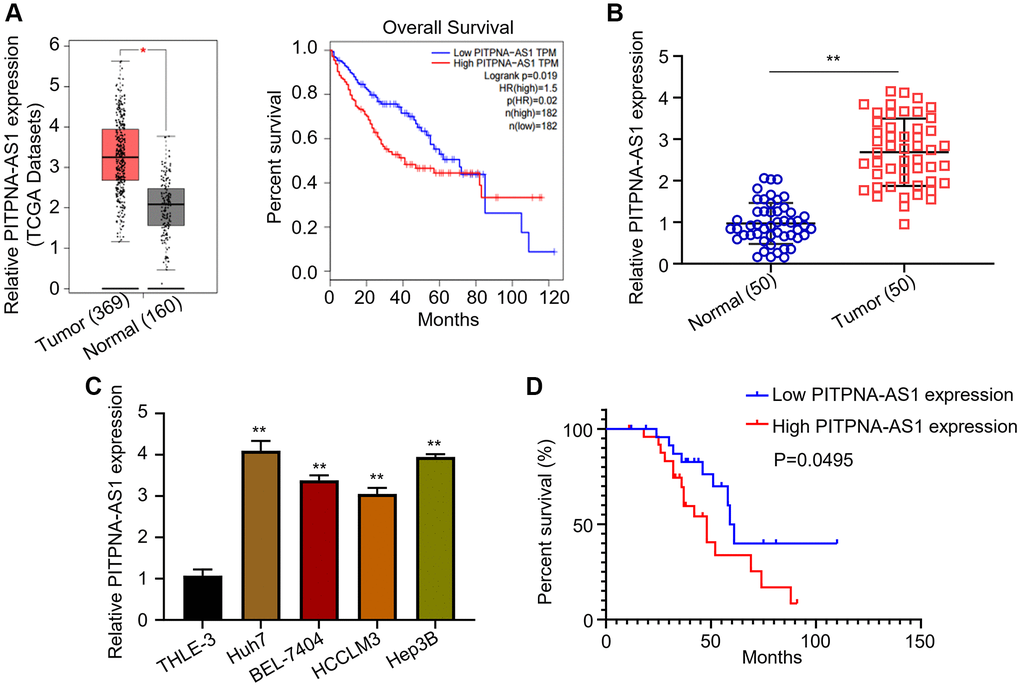 PITPNA-AS1 is overexpressed in HCC and associates with poor prognosis. (A) Relative mRNA level of PITPNA-AS1 in TCGA datasets was analyzed using GEPIA. (B) Relative mRNA level of PITPNA-AS1 in 50 pairs of tumor tissues and adjacent normal tissues were assessed using qRT-PCR. (C) Relative mRNA level of PITPNA-AS1 in HCC cell lines (Huh7, BEL-7404, HCCLM3, Hep3B) and the control cell line, THLE-3. (D) Correlation of PITPNA-AS1 expression levels with patients’ survival was evaluated by the Kaplan-Meier analysis. *P **P 