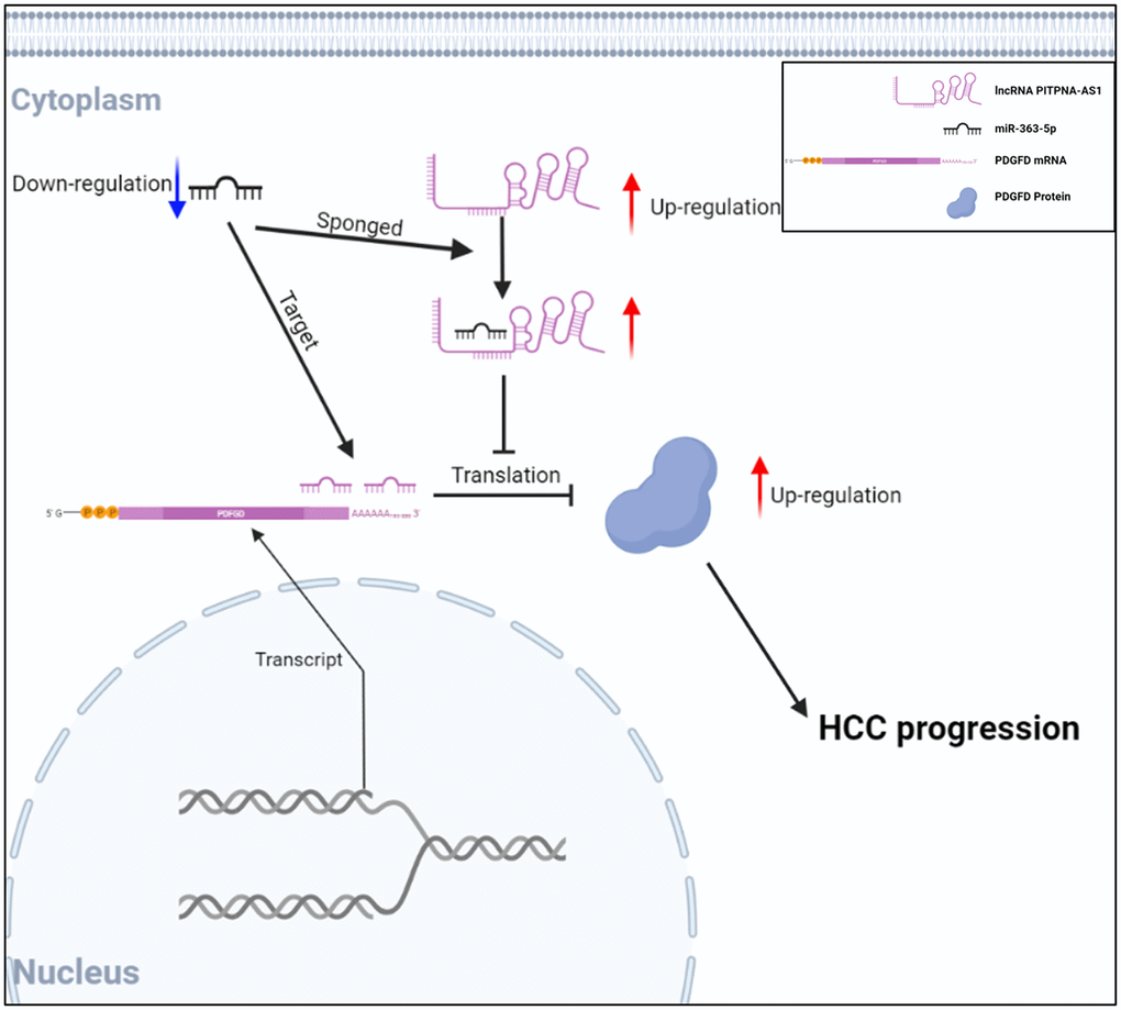 The schematic diagram showing the function of PITPNA-AS1/miR-363-5p/PDGFD axis in HCC progression.