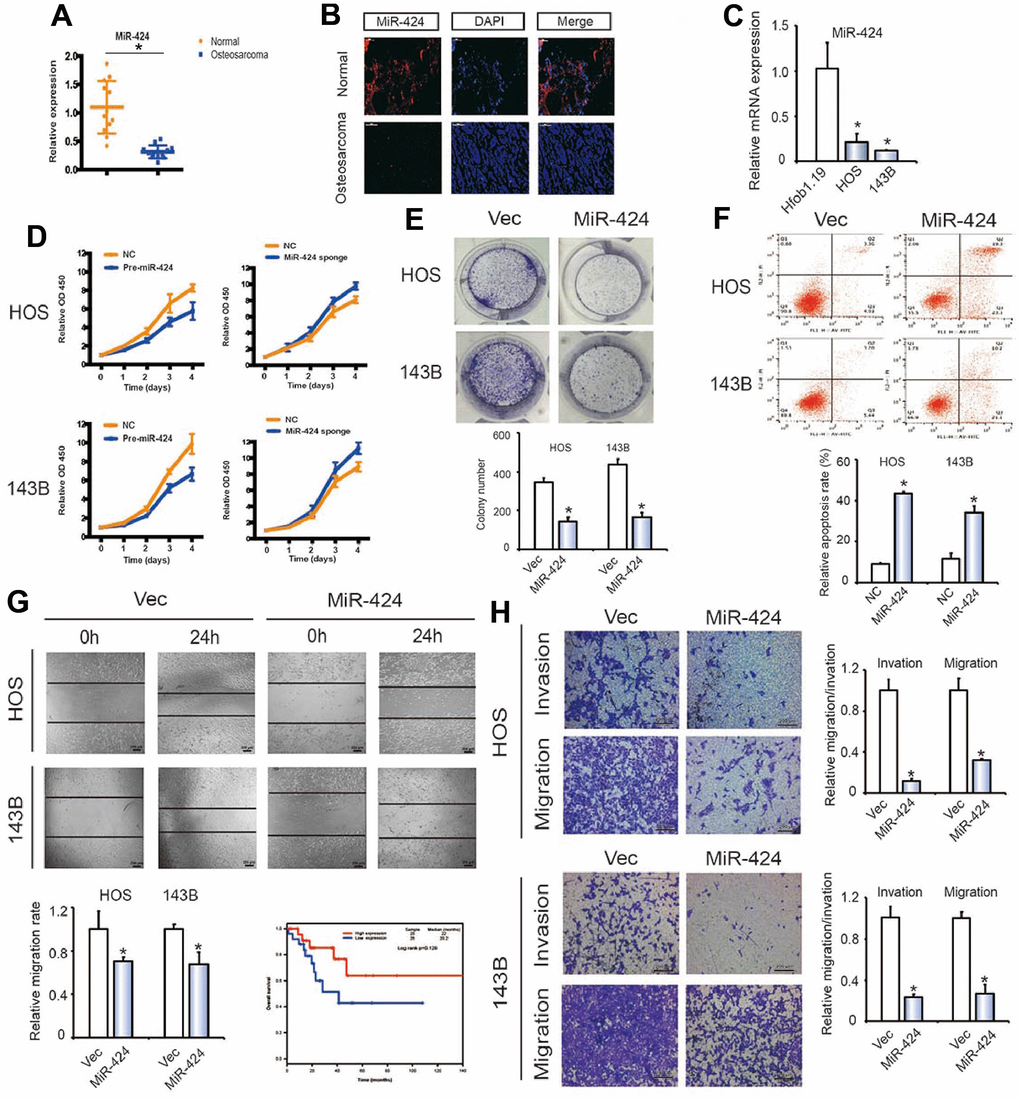 miR-424 is associated with OS cell migration and invasion. (A) MiR-424 expression was lower in human OS than in chondroma tissue. Data represent the mean ± SD (n = 12). (B) MiR-424 expression was lower in human OS than in chondroma tissue. Representative images are shown. (C) MiR-424 expression in hFOB1.19 and OS cell lines (143B and HOS) was evaluated by RT-qPCR. Data represent the mean ± SD (n = 3). * P D) MiR-424 overexpression did not affect circRBMS3 and RBMS3 expressions. (D) Pre-miR-424 or miR-424 sponge mediated miR-424 overexpression and inhibition of OS cell proliferation, as determined by the CCK-8 assay. Data are presented as the mean ± SD (n = 6). (E) MiR-424 overexpression suppressed cell growth, as determined by the colony formation assay (details are shown in the insets). Error bars represent the mean ± SD of 3 independent experiments. * P F) HOS and 143B cells were transfected with miR-424 mimics, followed by Annexin V-FITC/PI staining. The percentage of apoptotic cells is shown as the mean ± SD from 3 independent experiments. * P G) The effect of pre-miR-424 on cell migration capability was evaluated by a wound-healing assay in HOS and 143B cells. Data are the mean ± SD, n = 3. * P H) Cell migration and invasion of HOS and 143B cells, transfected with pre-miR-424 or vector, were evaluated by transwell migration and Matrigel™ invasion assays. Data represent mean ± SD (n = 3). * P 