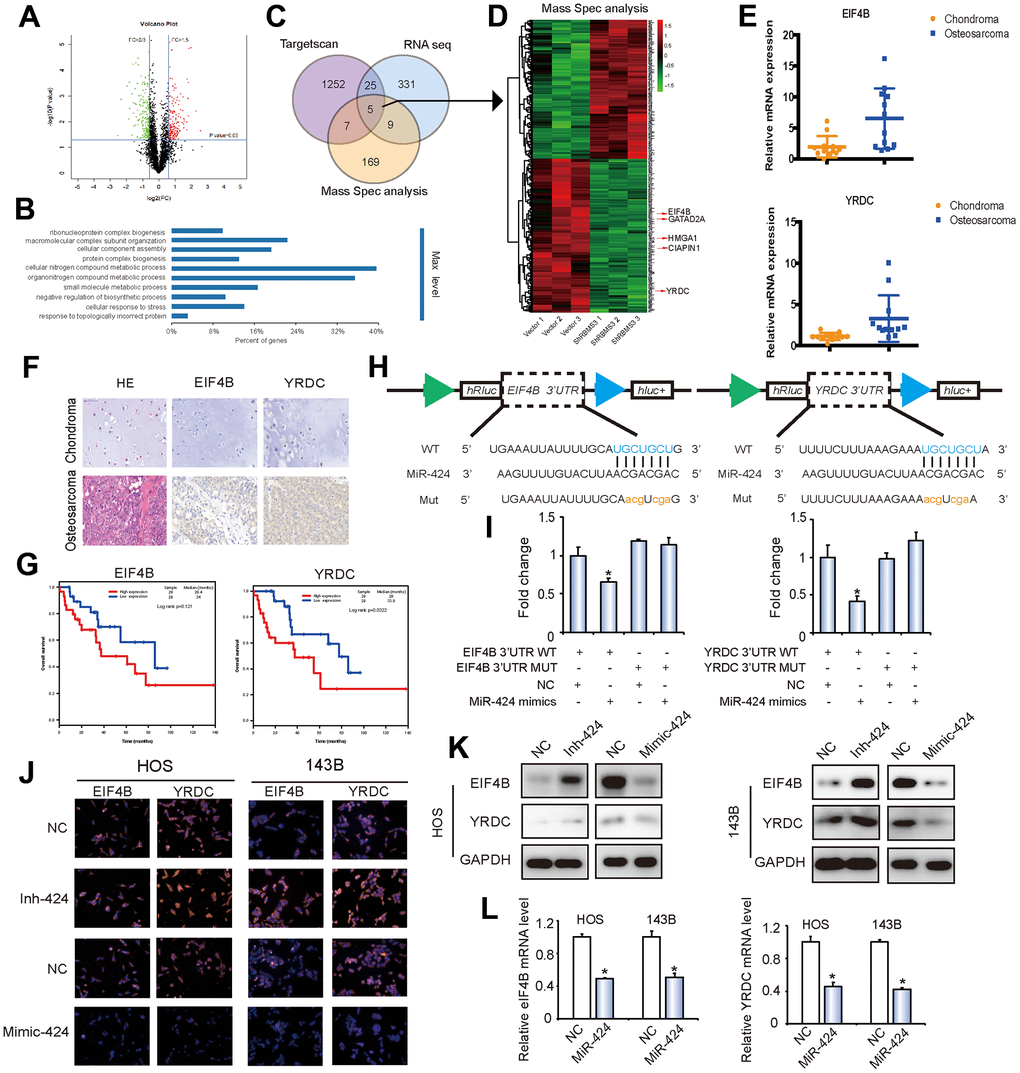 EIF4B and YRDC are direct targets of miR-424. (A) Volcano plots of protein profiles. 143B Cells were transfected with shcircRBMS3, followed by protein profiles, with 3 repeats for each sample. (B) KEGG analysis of protein profiles. 143B cells were transfected with shcircRBMS3, followed by protein profiles, with 3 repeats for each sample. (C) Schematic illustration showing overlapping of the target mRNAs of circRBMS3 and miR-424 predicted by RNA-seq, Targetscan, and by Mass Spec analysis. (D) Heatmap of differentially expressed proteins after circRBMS3 knockdown. (E) EIF4B and YRDC expression levels were higher in human OS than in chondroma tissue examined by T test. Data represent the mean ± SD (n = 12). (F) EIF4B and YRDC expression levels were higher in human OS than in chondroma tissue. Representative images are shown. (G) Kaplan-Meier survival analysis of EIF4B and YRDC low and high sarcoma patients (log rank test). (H) Schematic illustration showing complementarity to the miR-424 seed sequence in the 3’-UTR of EIF4B and YRDC. Lowercase letters indicate mutated nucleotides. (I) 293T cells were co-transfected with pre-miR-424 and luciferase reporter constructs containing wild-type (WT) or mutated EIF4B and YRDC 3’-UTRs. Data represent the mean ± SD (n = 3). * P J–L) MiR-424 overexpression reduced EIF4B and YRDC (J, K) protein and (L) mRNA levels while miR-424 inhibition increased EIF4B and YRDC (J, K) protein and (L) mRNA levels. Cells were transfected with NC or miR-424 mimic/inhibitor, and mRNA or protein levels evaluated. Protein expression was evaluated by western blot and immunofluorescence; mRNA levels were evaluated by RT-qPCR. Data represent the mean ± SD (n = 3). * P 