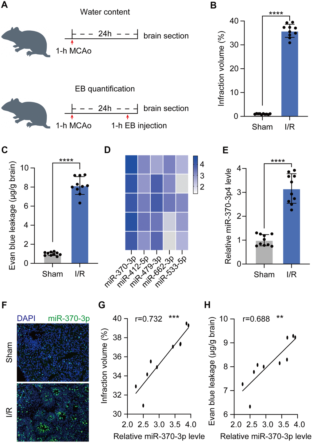 Expression of miR-370-3p in the cerebral I/R rats. (A) Experimental design to measure BBB leakage in cerebral I/R rats (n=10). (B) Infarct volume was assessed using 2,3,5-triphenyltetrazolium chloride (TTC) staining. (C) BBB permeability was evaluated by Evan’s blue assay. (D) The top 5 most highly expressed mRNAs in I/R rats based on RNA sequencing data. (E) The relative expressions of miR-370-3p in the cerebral I/R rats were determined by qPCR. (F) miR-370-3p levels were assessed by immunofluorescent staining. (G) Correlation between miR-370-3p and infraction volume. (H) Correlation between miR-370-3p and BBB permeability. ** p