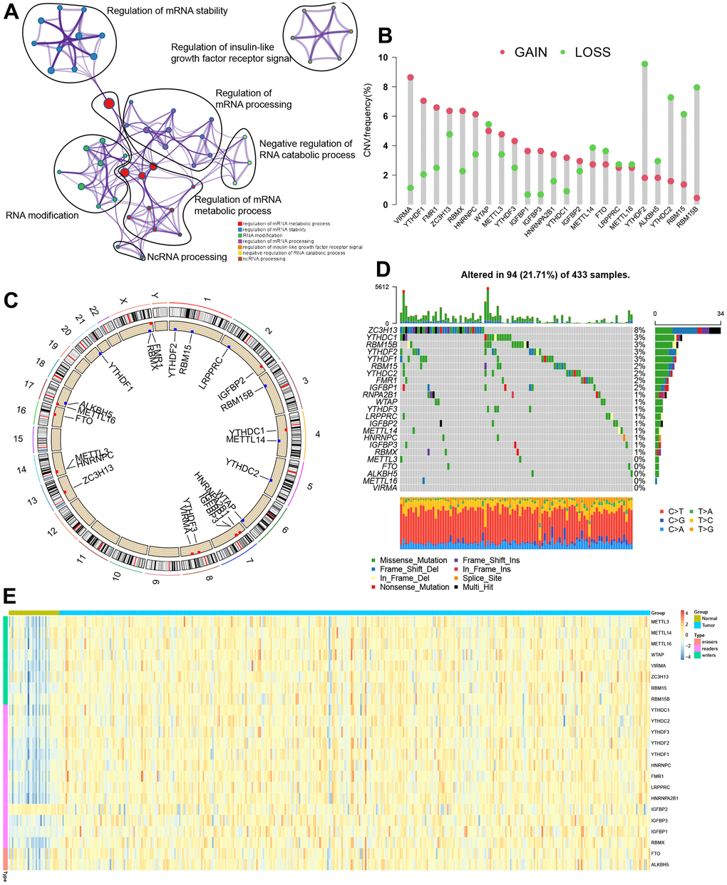 Genetic topography of the 23 m6A regulators in STAD. (A) Metascape network of 23 functionally enriched m6A regulators. Annotations denoted by different circles varied. (B) CNV map for 23 m6A regulators, where the column stood for the alteration frequency, and the green and pink dots, respectively, indicated the deletion and amplification of CNV. (C) CNV alteration sites for the cellular m6A regulators. (D) Among 433 patients, varying genetic alterations were noted in 94 patients, such as missense, nonsense, and splice-site mutations. (E) The different expression levels of 23 m6A regulators between normal and STAD.