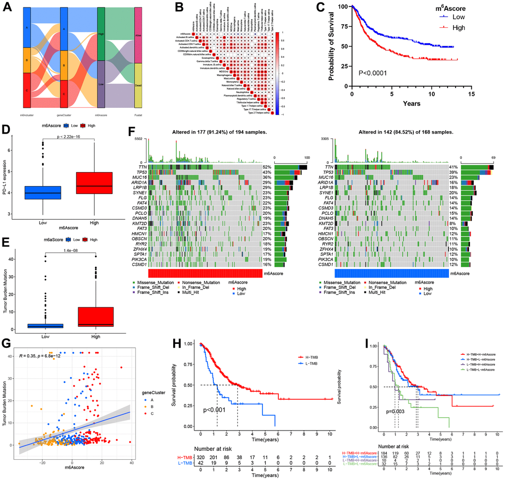 The m6A score construction and relevant genetic trait assessment. (A) Alluvial chart of m6A clusters regarding gene cluster and score of m6A, as well as patient survival. (B) Spearman correlations of m6A score with immunocytes. (C) Survival findings for the TCGA cohort patients marking high and low m6A scores. (D) PD-L1 level comparison between patients marking high and low m6A scores. (E) TMB (tumor mutation burden) distribution comparison between patients marking high and low m6A scores. (F) Mutational waterfall plot for the TCGA cohort patients marking high (left panel) and low (right panel) m6A scores. All patients were represented by individual columns. (G) Diagram illustrating significant positive association of m6A score with TMB (R = 0.35, p = 6.8–12). (H) Kaplan–Meier plots for patients exhibiting high (H) and low (L) TMBs. (PI) Kaplan–Meier plots for the TCGA cohort patients stratified by both m6A score and TMB. H, high; L, Low; TMB, tumor mutation load (P = 0.003).