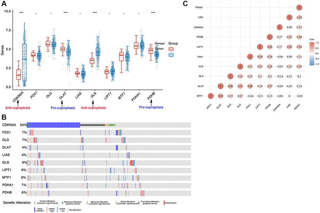 Expression and genetic alteration of CAGs in HNSC. (A) The CAGs expression in HNSC tissues and normal tissues. (B) The mutation frequency of CAGs in HNSC. The horizontal coordinates indicate the different sample groups and the vertical coordinates indicate the ratio of CAGs mutations. (C) Correlation of CAGs in HNSC. *stands for significance levels, *for p 