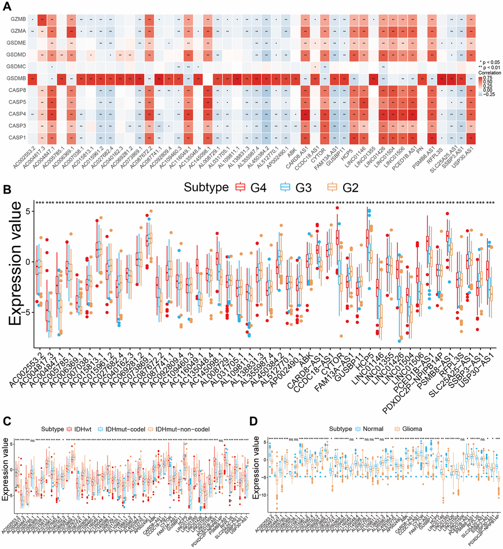 Construction and validation of the 46 pyroptosis-related lncRNA (PRLs) signature in Glioma patients. (A) Correlations between PRLs and pyroptosis regulator for glioma (Pearson test). (B) The expression of 46 PRLs among grades in glioma. (C) The expression of 46 PRLs between molecular subtypes. (D) The expression of 46 PRLs between normal tissues and glioma tissues. *p **p ***p 