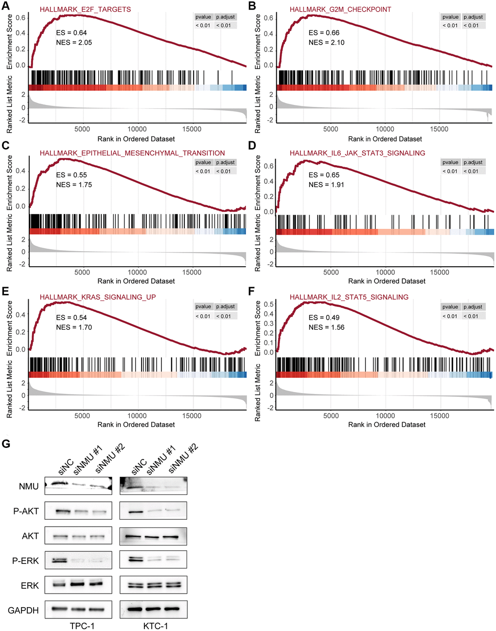 The top 6 significantly enriched pathways in the high-risk and low-risk groups. GSEA identified six pathways significantly enriched in the high-risk group, including E2F target (A), G2M checkpoint (B), epithelial-mesenchymal transition (C), IL6/JAK/STAT3 signaling (D), KRAS signaling (E), and IL2/STAT5 signaling (F) (All p G) Western blots of KRAS signaling in TPC-1 and KTC-1 cells with and without NMU knockdown. GAPDH was used as the loading control, p-AKT and p-ERK levels were significantly lower with NMU knockdown.