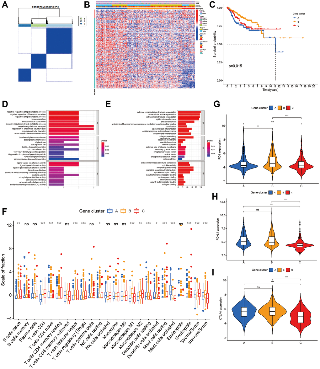 Characterization of ICI Gene clusters. (A) Cluster results of DEGs. (B) Heat map of DEGs characteristics. (C) Kaplan-Meier curves of CC patients with DEGs classes. (D, E) GO analyses of ICI signature genes A (D) and B (E). (F) The immune cell component in three gene clusters. (G–I) The difference in PD1 (G), PD-L1 (H) and CLTA4 (I) expression among three ICI gene clusters.