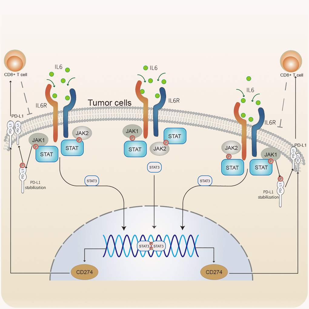 Immune escape mediated by the IL6-JAK-STAT signaling pathway In CC. IL6 binding to its receptors to activate the JAK-STAT pathway. JAK1 phosphorylates PD-L1 to stabilize PD-L1 protein. STAT3 was involved in regulating the transcription of CD274. PD-L1 modulates the expression and activation of CD8+ T cells. CD8+ T cells acting on tumor cells.