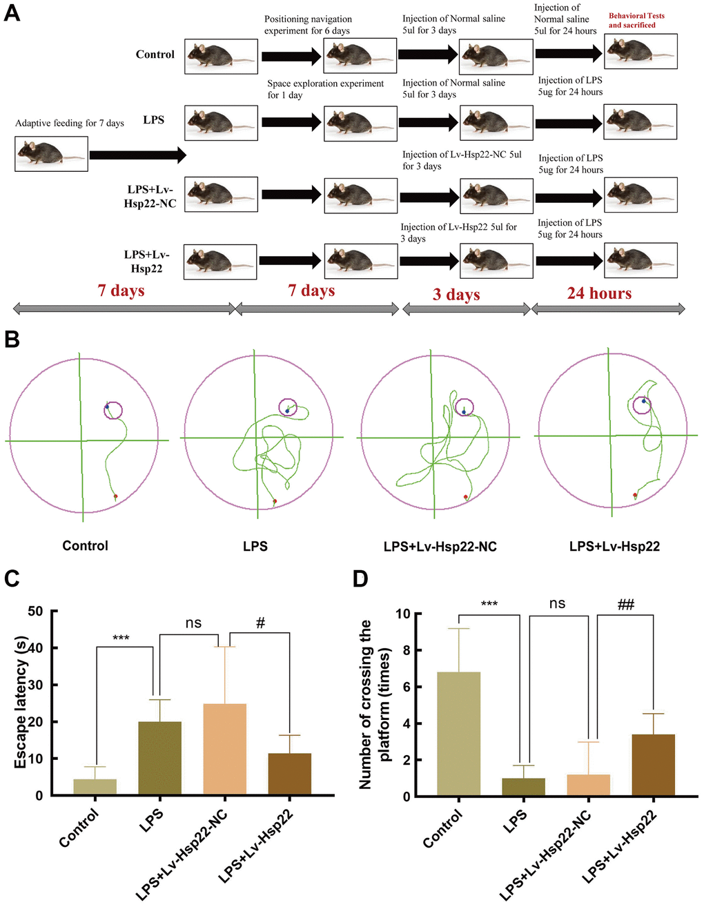 Hsp22 overexpression preconditioning improved LPS induced learning and memory impairment in mice. (A) Flowchart figure of animal experiment. (B) Representative diagram of Morris water maze of mice in each group. Hsp22 overexpression preconditioning reduces escape latency in mouse MWM test (C) and Hsp22 overexpression pretreatment increases the number of mice crossing the platform (D). (***p ***p p > 0.05, LPS vs. LPS+Lv-Hsp22-NC; #p ##p 