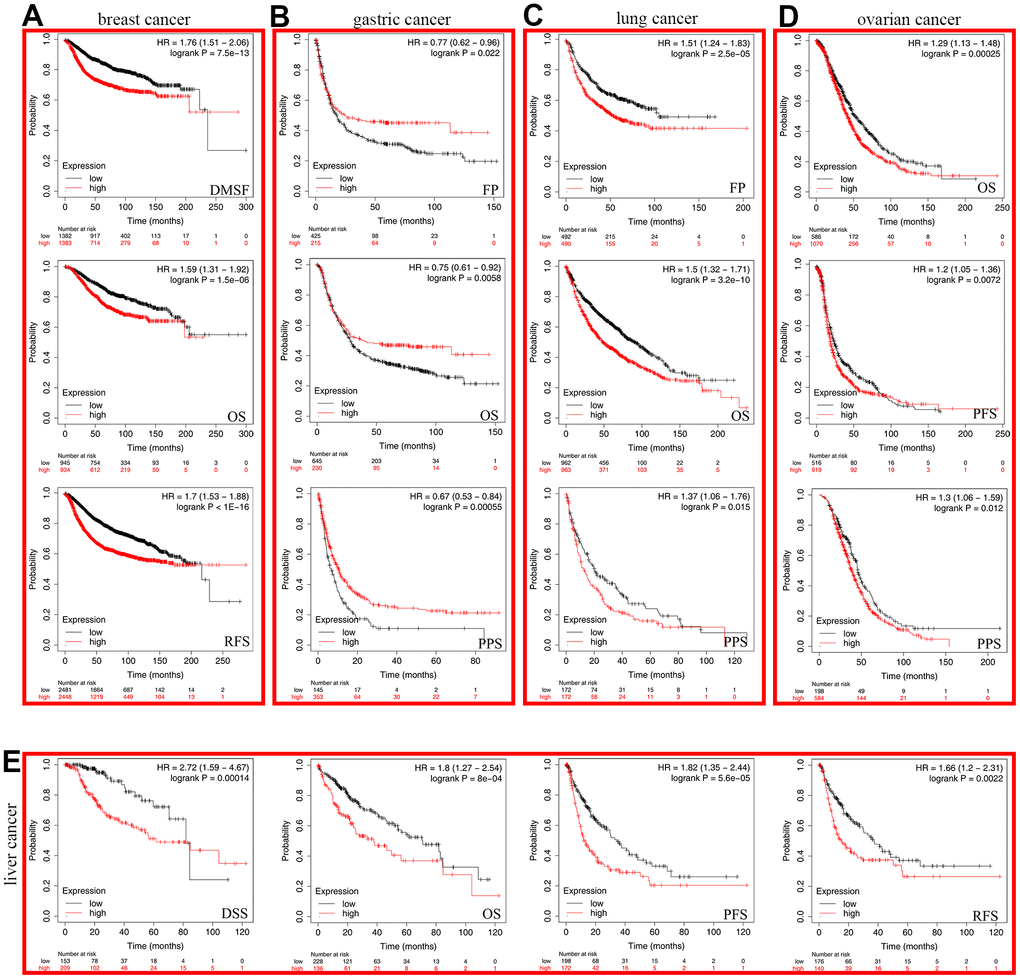 The Kaplan-Meier plotter was used to analyze the prognostic role of cancer patients. (A) breast cancer (B) gastric cancer (C) lung cancer (D) ovarian cancer (E) liver cancer.