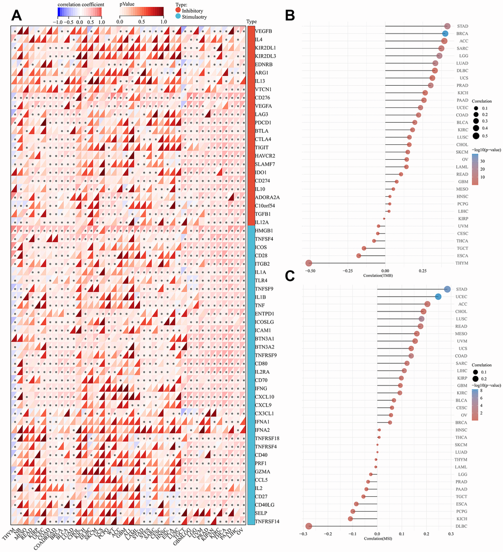 Analysis of immunologic molecular, TMB, and MSI of SHCBP1 expression in pan-cancer. (A) Correlation between 33 kinds of inhibitory, stimulatory and SHCBP1 expression. (B) Correlation between TMB and SHCBP1 expression. (C) Correlation between MSI and SHCBP1 expression. *PPP