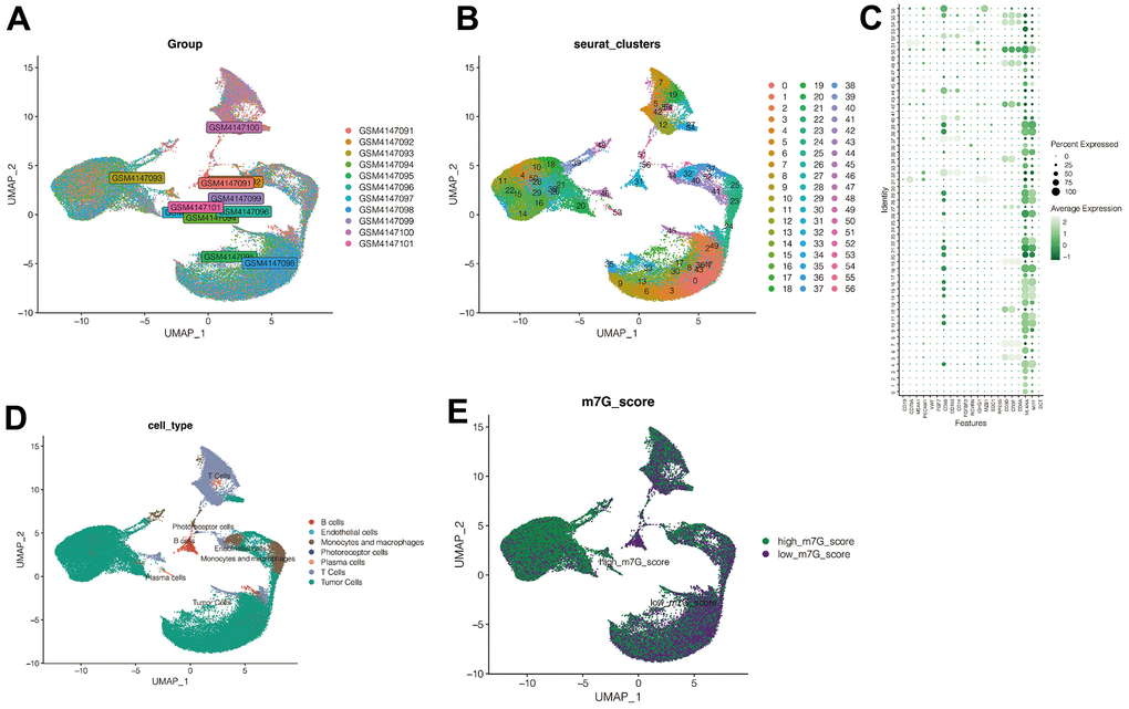 Single cell sequencing analysis. (A) No significant batch effects were found in the 11 samples in the single-cell dataset. (B) All cells were divided into 67 subclusters. (C, D) Cell annotation. (E) M7G scoring annotation. The cells were divided into high-M7G group and low-M7G group.