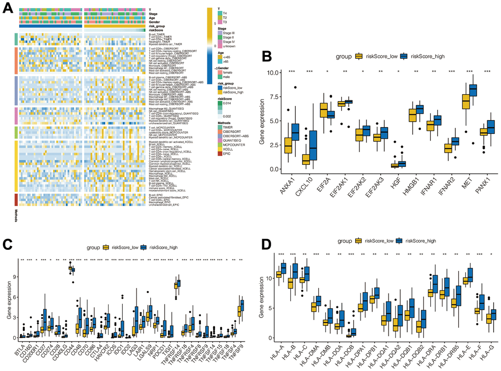 Analysis of immune microenvironment. (A) Immune landscapes between high-risk and low-risk groups. (B) Expression levels of immune checkpoint related genes between high-risk and low-risk groups. (C) Tumor necrosis factor-related gene expression levels between high - and low-risk groups. (D) Expression levels of leukocyte antigen related genes between high - and low-risk groups.