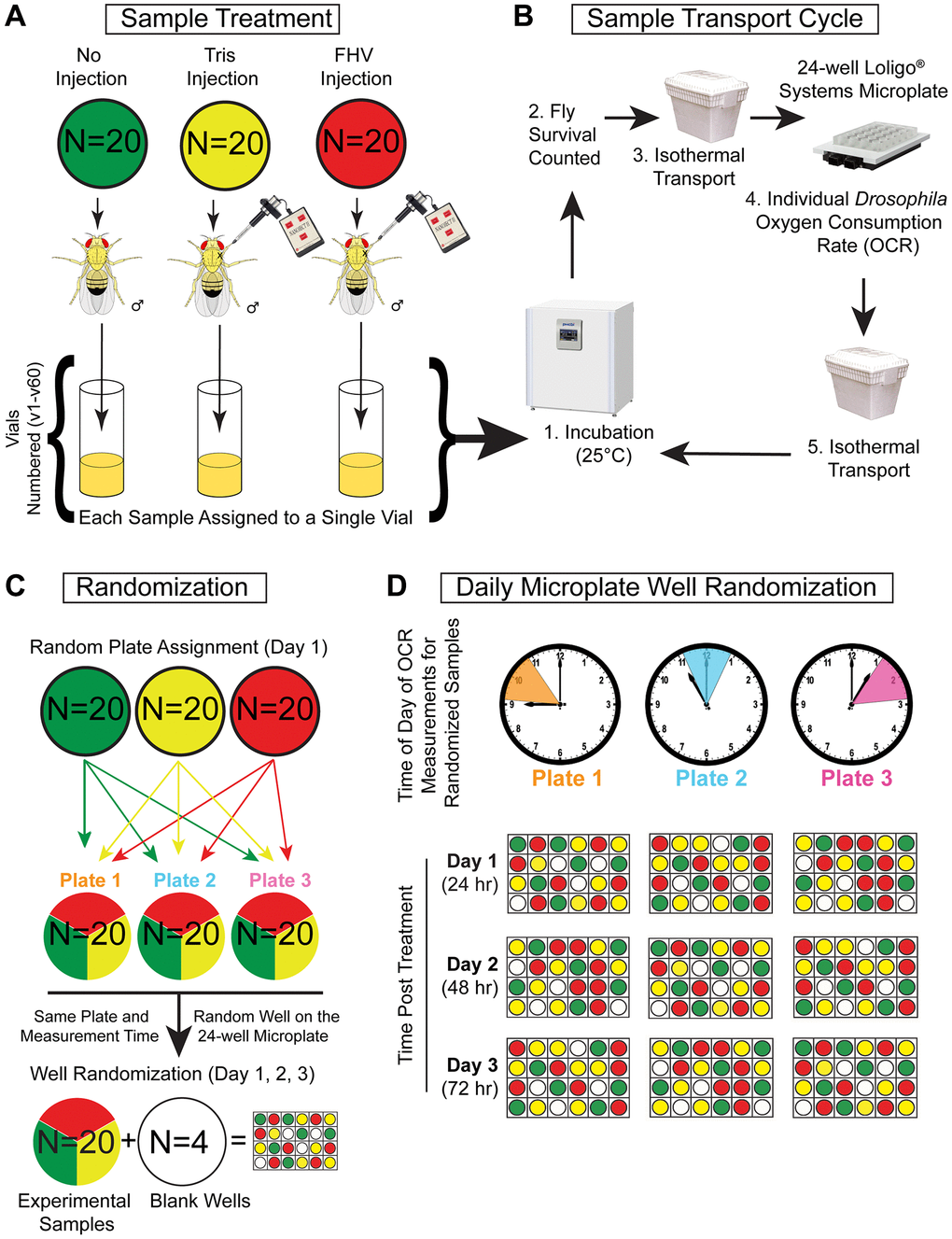 Single-fly whole-organism respirometry protocol and sample randomization. (A–D) Represented is the flow chart of treatment, handling, and randomization procedures to which each cohort of n = 60 flies were subjected during four separate weeks (2 young cohorts and 2 aged cohorts) for a total of 240 flies. (A) During each round of whole organism respirometry, n = 60 Young (4–8 days-old) or n = 60 Aged (28–32 days old) male Oregon-R flies were separated into 3 treatment groups of n = 20 flies and subjected to Non-injected (Ni), Tris-injection, or FHV-injection treatment. After treatment, each fly was placed into a single vial and placed in a 25°C incubator (12 h light:12 h dark cycle). (B) Prior to respiration measurement, flies were taken out from the 25°C incubator and checked for viability. Next, they were transported in an isothermal container to prevent variations in temperature. At the Comparative Energetics Organismal Core facility, a 24-well Microplate (Loligo Systems) was used to measure the oxygen consumption rate (OCR) of individual flies. After measurement, flies were placed back into respective vials and returned to the 25°C incubator in an isothermal container. The sample transport cycle was repeated for the duration of the longitudinal OCR measurements. (C) On each microplate, a cohort of n = 20 randomly selected flies were measured alongside n = 4 blank wells (negative controls). (D) On each subsequent timepoint (24 h, 48 h, and 72 h post-treatment), well position was re-randomized for each microplate cohort resulting in the cohort being measured at the same time each day.