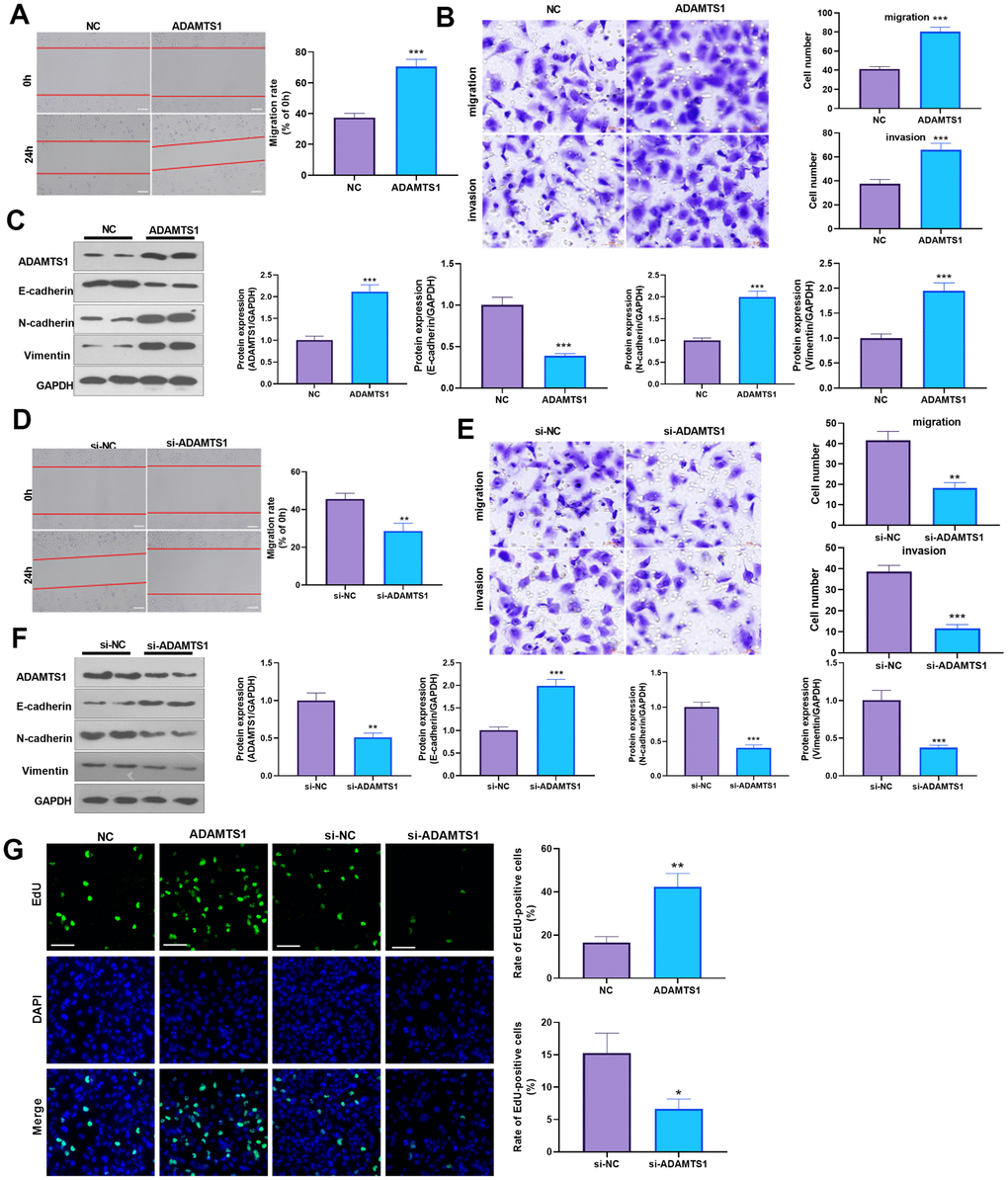 ADAMTS1 promotes migration, invasion, and EMT of BEAS2B cells. ADAMTS1 overexpression plasmids or si-ADAMTS1 was transfected into BEAS2B cells. (A) Wound-healing assay was used for detecting the migration of BEAS2B cells transfected with ADAMTS1 overexpression plasmids. (B) Transwell examined the migration and invasion of BEAS2B cells (scale bar=50 μm). (C) Protein expressions of E-cadherin, N-cadherin, and Vimentin in BEAS2B cells were detected using Western blot. NC=negative control. (D) The wound-healing assay showed the migration of BEAS2B cells after the knockdown of ADATMS1. (E) Transwell assays showed the migration and invasion of BEAS2B cells after the knockdown of ADATMS1 (scale bar=50 μm). (F) Protein expressions of E-cadherin, N-cadherin, and Vimentin in BEAS2B cells were detected using Western blot. (G) EdU staining was used for detecting cell proliferation. Scale bar=100 μm. *PPP