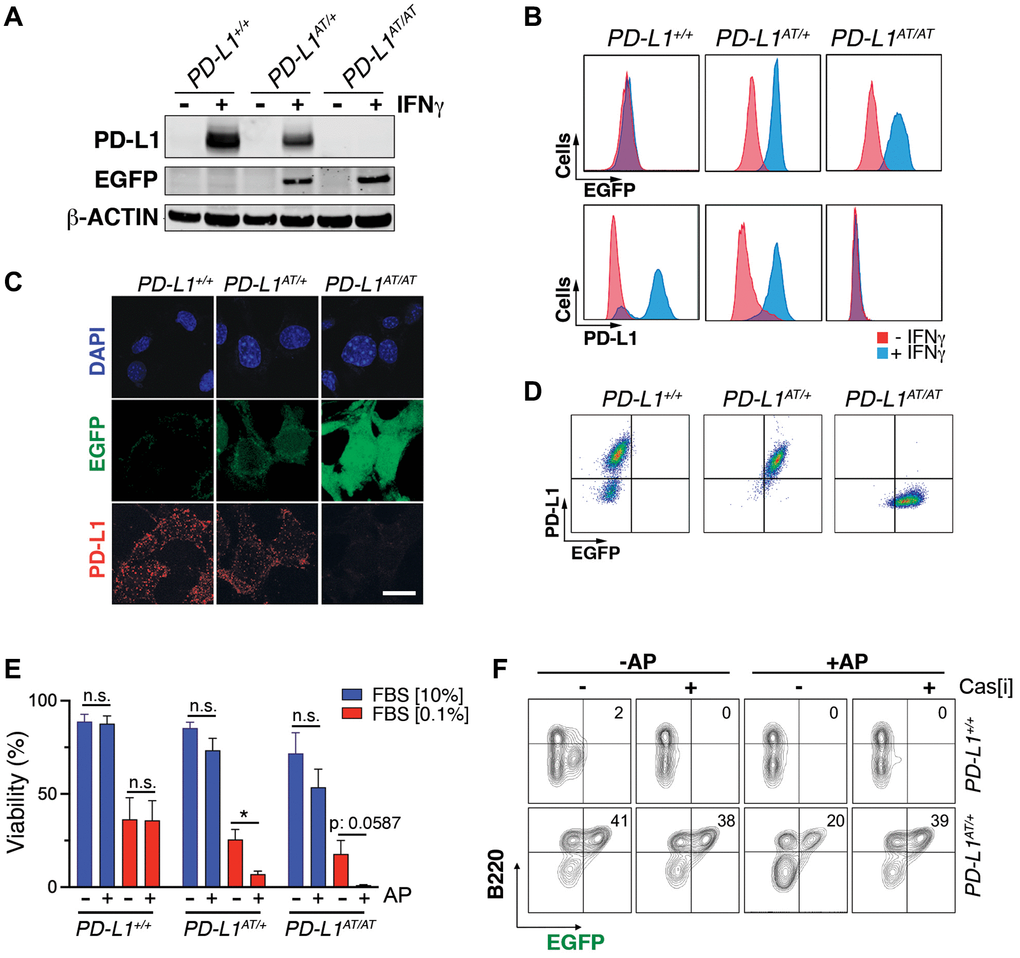 In vitro validation of the PD-L1ATTAC mouse model. (A) Western blot illustrating PD-L1 and EGFP expression in PD-L1+/+, PD-L1AT/+ and PD-L1AT/AT MEFs exposed or not to IFNγ (100 ng/ml) for 48 hours. (B, C) Flow cytometry (B) and immunofluorescence (C) analyses of EGFP and PD-L1 expression in PD-L1+/+, PD-L1AT/+ and PD-L1AT/AT MEFs exposed to IFNγ (100 ng/ml) for 48 hours. Scale bar (white) indicates 5 μm. (D) Two-dimensional dot plot from the flow cytometry data shown in (C) illustrating the correlation between EGFP and PD-L1 expression per cell. (E) Percentage of live cells by FACS in PD-L1+/+, PD-L1AT/+ and PD-L1AT/AT MEFs cultured in normal or low-serum media (0.1% FBS) containing IFNγ (10 ng/ml) and treated or not with AP20187 (100 nM). Cells were cultured in normal or low-serum media for 24 hours. The day after, cells were exposed or not to AP20187 for 72 hours. (F) FACS analyses of B220 and EGFP expression of splenocytes from PD-L1+/+ and PD-L1AT/+ mice cultured in IFNγ (10 ng/ml), LPS (10 ng/ml) and M-CSF (10 ng/ml) for 24 hours before exposition to AP20187 (100 nM) and caspase inhibitor I (20 μM) for 24 hours. Percentage of B220+ EGFP+ cells is shown.