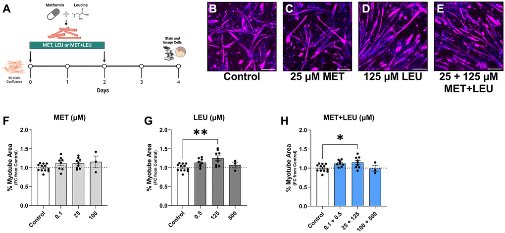 MET+LEU increased myotube area during differentiation. (A) Experimental schematic of treatments during differentiation. (B–E) Representative images of control, MET, LEU, and MET+LEU. (F) Myotube area after 4 days of differentiation and 0.1, 25, 100 μM MET, (G) 0.5, 125, and 500 μM LEU, (H) 0.1 + 0.5, 25 + 125, 100 + 500 μM MET+LEU. All data are represented as fold change from control. **p *p N = 3–12/group. Scale bar represents 200 μm.