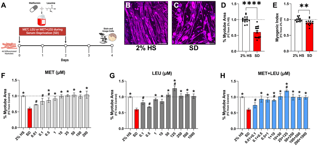 SD caused myotube area loss that is prevented with higher concentrations of MET, LEU, and MET+LEU. (A) Experimental schematic of treatments during SD. (B–C) Representative images of 2% HS and SD. (D) Myotube area with 2% HS or SD for 4 days. (E) Myogenic index (the percentage of total nuclei within myotubes) with 2% HS or SD for 4 days. Dose-response experiment with (F) MET, (G) LEU, and (H) MET+LEU during 4 days of SD. All data are represented as fold change from 2% HS. *p #p N = 3–16/group. Scale bar represents 200 μm.