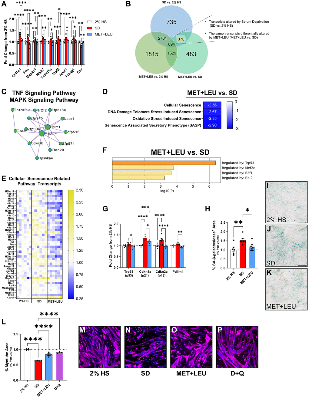 MET+LEU reduced inflammatory transcriptional profile and markers of cellular senescence. (A) Inflammation-related genes from RNA-sequencing in 2% HS, SD, and MET+LEU as fold change from 2% HS. (B) Venn diagram of how 378 genes altered with SD and reversed with MET+LEU was determined. (C) Protein-protein interaction map displaying transcripts reversed with MET+LEU was in the interconnected signaling networks of TNF and MAPK pathways. (D) Pathways altered with MET+LEU vs. SD related to cellular senescence, numbers are representative of NES. (E) Heatmap of gene expression represented as a fold change from 2% HS of genes within the cellular senescence-related pathways. (F) TRRUST enrichment analysis of predicted regulators of transcriptional changes with MET+LEU vs. SD in reversed genes. (G) Cellular senescent-related genes from RNA-sequencing in 2% HS, SD, and MET+LEU as fold change from 2% HS. (H) SA-β-galactosidase area analysis in 2% HS, SD, and MET+LEU. (I–K) Representative images of SA-β-galactosidase staining. (L) Myotube area during 4 days SD, MET+LEU or 62.5 nM dasatinib + 12.5 μM quercetin (D+Q). (M–P) Representative images for analyzing myotube area. All data are after 4 days of SD. ****p ***p **p *p N = 6/group for (A–G), N = 7/group for (H–K). N = 4/group for (L–P). Scale bar represents 200 μm.