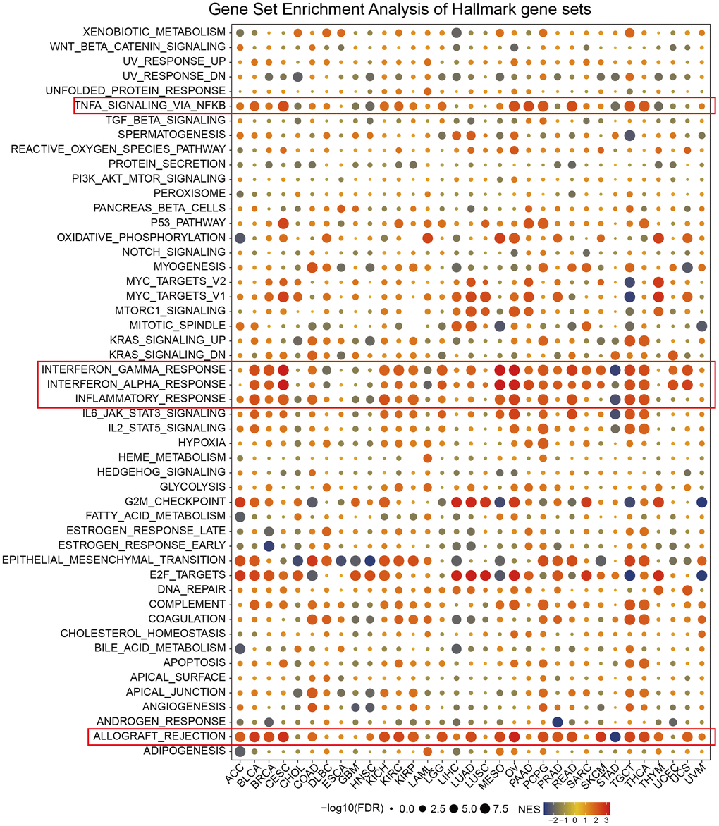 Enrichment analysis of CDKN2A marker gene set in pan-cancer. The circle size represents the FDR value of the enrichment term about each cancer. The color signifies the normalized enrichment score (NES).