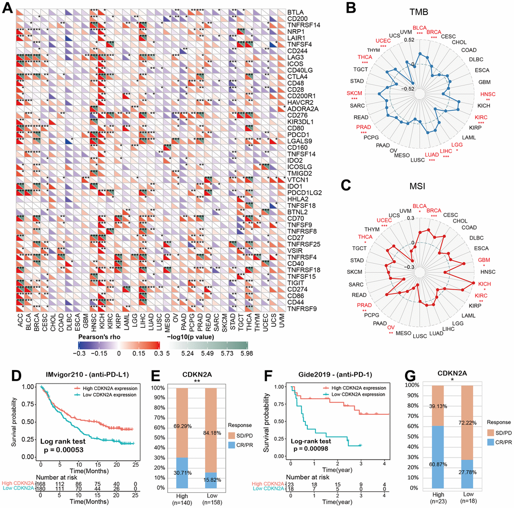 CDKN2A predicts the immunotherapy response of cancer patients. (A) spearman correlation thermogram shows the correlation between CDKN2A expression in pan-cancer and immune regulatory factors. Red and blue represent positive correlation and negative correlation, respectively. (B) The correlation between CDKN2A expression and tumor mutation in cancer. (C) Correlation between CDKN2A expression and microsatellite instability in pan cancer. (D, E) Kaplan-Meier curve (anti-PD-L1, urology) of patients with low CDKN2A and high CDKN2A in IMvigor210 cohort; proportion of urological tumor patients in subgroups of low CDKN2A and high CDKN2A in imvigor210 cohort which responded to PD-1 treatment. (F, G) Kaplan-Meier curves (anti-PD-L1, melanoma) of patients with low and high CDKN2A in GSE91061-melanoma; proportion of melanoma patients who responded to PD-1 treatment in subgroups of low and high CDKN2A in GSE91061-melanoma. The asterisk symbolizes the statistical p value (*p