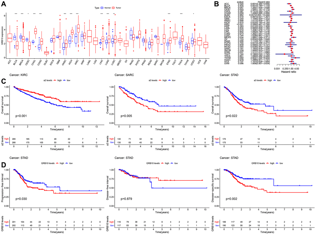 Expression and clinical value of GRB10 in cancer. (A) Differences in the expression of GRB10 in 33 types of cancer in the TCGA database. Blue represents normal tissue and red represents tumor tissue. (B) Univariate Cox analysis of OS in 33 types of cancer patients by forest plots. (C) Kaplan-Meier survival curves for OS of KIRC, SARC and STAD. (D) Kaplan-Meier survival curves for PFI, DFS and DSS in STAD patients. *p **p ***p 