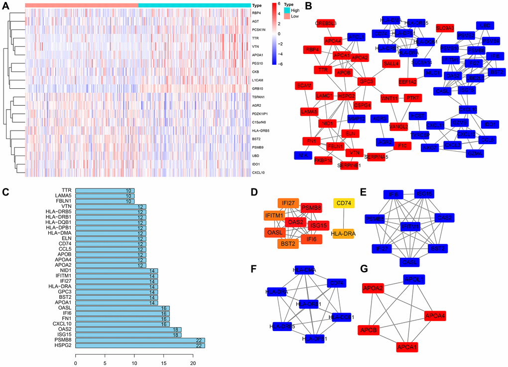 Construction of the PPI network and module analysis of GRB10. (A) The heatmap of top 10 co-expressed genes with GRB10. (B) PPI network was constructed using Cytoscape software. (C) The top 30 nodes in the number of edges of the protein-protein interaction network node from the string database. (D) The hub genes were identified using Cytoscape. (E–G) The core sub-network of the protein-protein interaction network.