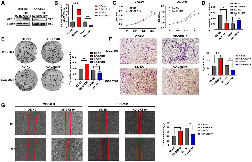 GRB10 promoted gastric cancer cell proliferation and migration ability. (A) Verification of GRB10 knockdown and overexpression was detected by Western Blot. Abbreviations: OE: overexpression group; KD: knockdown group. (B) Verification of GRB10 knockdown and overexpression was detected by qRT-PCR. (C) Cell proliferation was determined by the CCK-8 assay. (D) Effects of GRB10 on cell adhesion ability. (E) Cell proliferation was determined by the colon formation assay. (F) Cell migratory ability detected by Transwell migration assay. (G) Cell migratory ability detected by scratch wound healing assay. *p **p ***p 