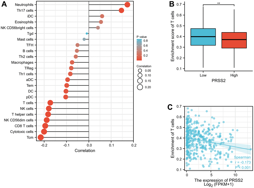 The relationship between PRSS2 and immune infiltration. (A) Immunocyte infiltration and enrichment analysis. (B, C) High expression of PRSS2 in gastric cancer is associated with less T cell infiltration.