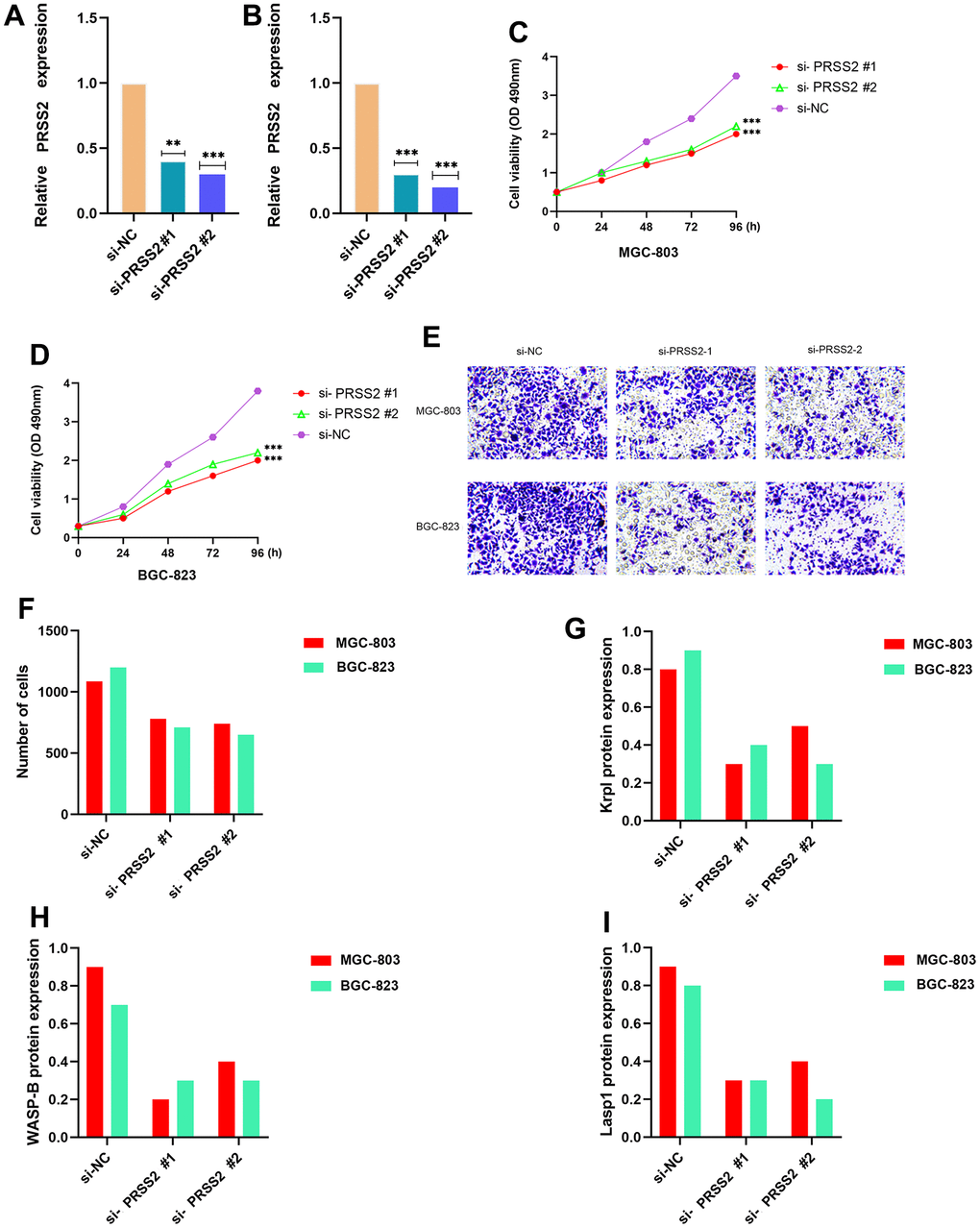 Effects of PRSS2 knockdown on GC cell viability and migratory capacity in vitro. (A, B) PRSS2 expression in MGC-803 and BGC-823 cells transfected with negative control siRNA (si-NC) or siRNAs targeting PRSS2 (si-PRSS2 #1 and #2) for 48h n=3 for each group. (C, D) Cell viability was assessed using a CCK-8 assay in MGC-803 and BGC-823 cells transfected with si-NC or si-PRSS2 #1 and #2 for 48h n=6 for each group. (E, F) Transwell invasion assay was performed to determine the invasion ability of si-PRSS2-transfected MGC-803 and BGC-823 cells for 48h n=3 for each group. (G–I) qPCR detection of invasive pseudopod-related proteins Krp1, WASP-B, and Lasp1. n = 3. *P **P ***P 