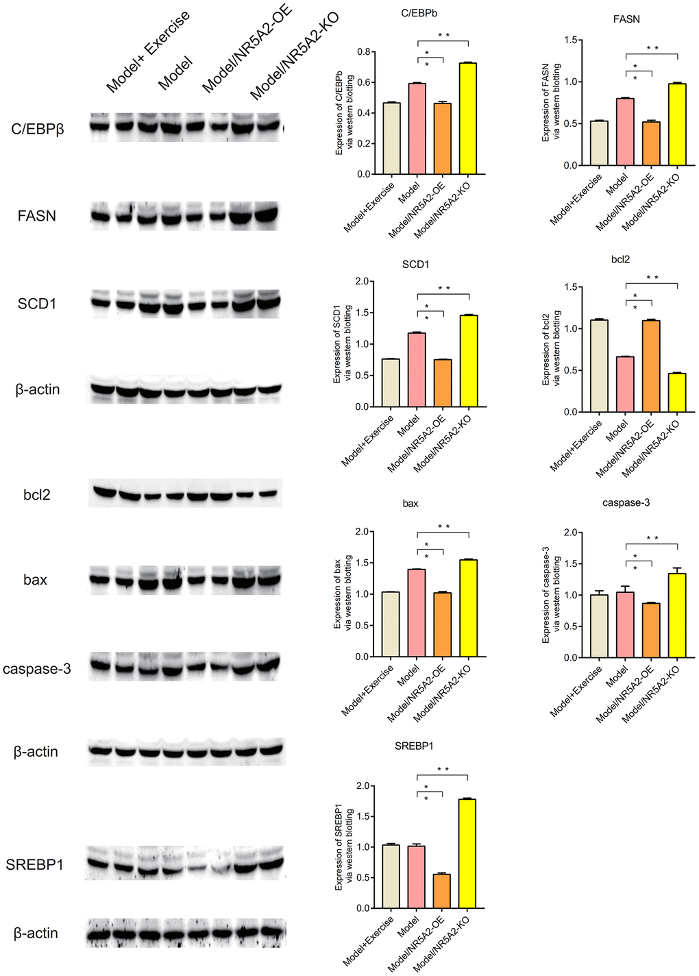 Western blot (WB). The expression levels of C/EBPb, FASN, SCD1, Bax and Caspase-3 were down-regulated after exercise. Bcl2 was upregulated after exercise (P 