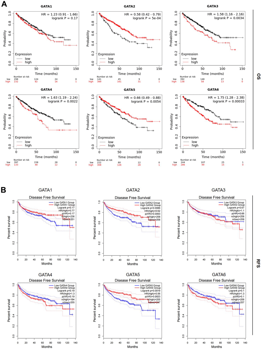 Prognostic value of the mRNA expression levels of the GATA family members in patients with KIRC. (A, B) The OS and RFS of GATA1–6 in patients with KIRC were analyzed by the Kaplan–Meier plotter and GEPIA2, respectively. GEPIA2, Gene Expression Profiling Interactive Analysis 2; KIRC, kidney renal clear cell carcinoma; OS, overall survival; RFS, recurrence-free survival.