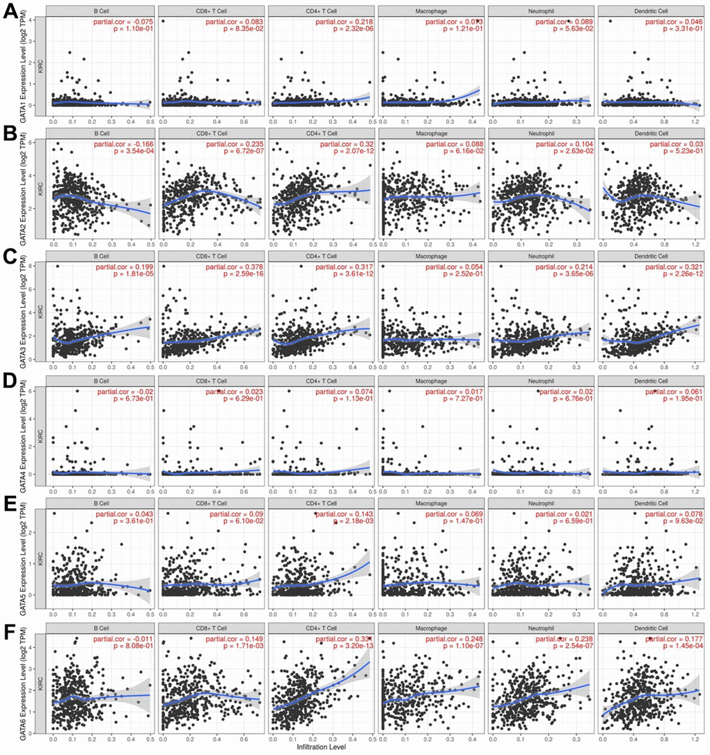 Association of GATA mRNA expression levels with immune cell infiltration. (A–F) The associations of GATA1–6 with immune cell infiltration were evaluated using the TIMER database. TIMER, Tumor Immune Estimation Resource.