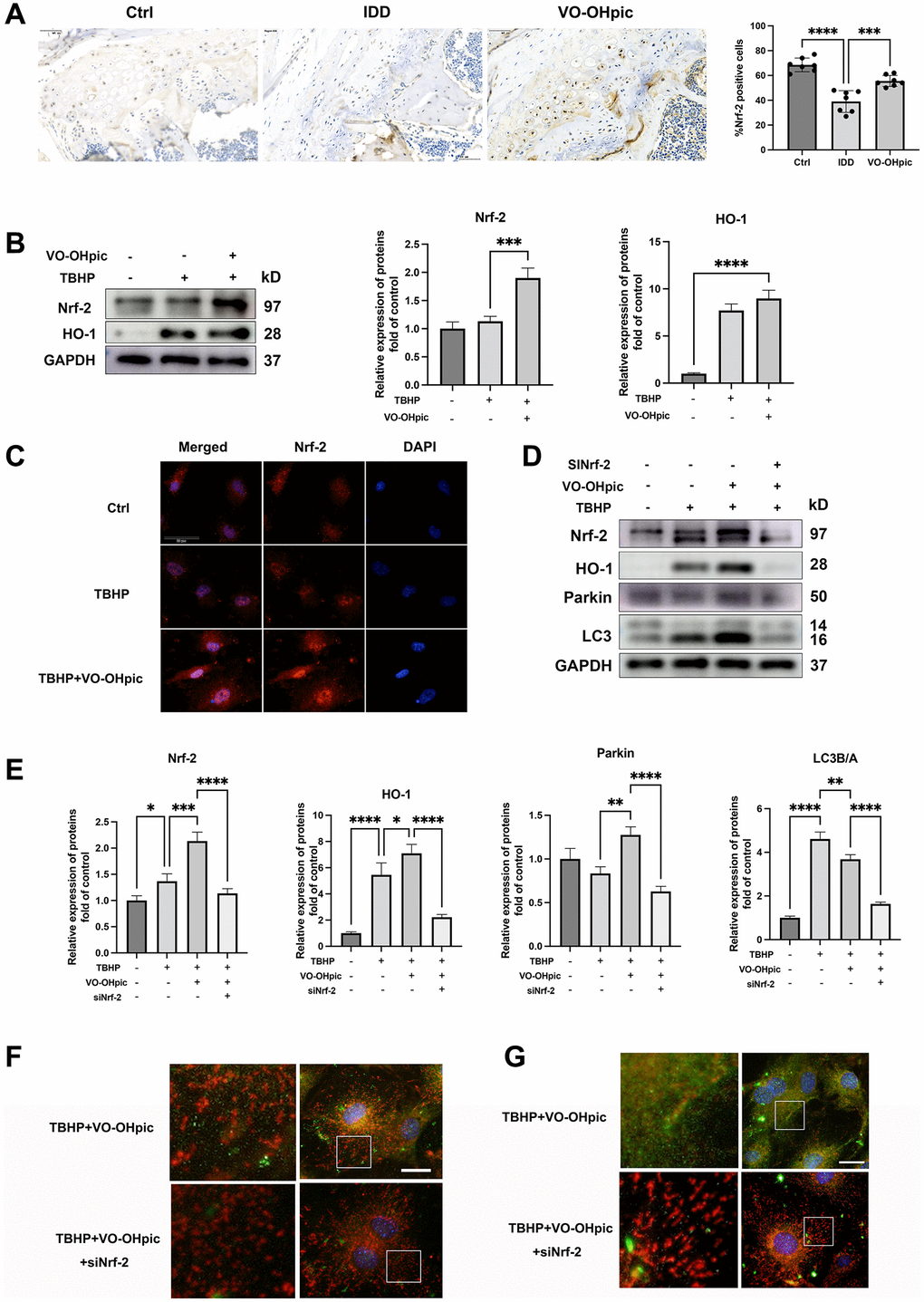 Nrf-2 activation is required for VO-OHpic induced mitophagy process. (A) Immunohistochemistry for Nrf-2 in cartilage endplate from Ctrl group, IDD group and IDD+VO-OHpic group. Scale bar = 50 μm. The ratio of positive cells for COL10 was quantified under a microscope at 400× magnification using five sections from seven mice. (B) CEP chondrocytes were pretreated with VO-OHpic (1 μM) for 18 hours, then 100 μM TBHP was added for 6 hours. Western blot was conducted to examine the protein levels of Nrf-2 and HO-1. The band density of Nrf-2 and HO-1 was quantified and normalized to control. (C) CEP chondrocytes were treated with TBHP (100 μM) and VO-OHpic (1 μM) for 24 h and immunofluorescence staining was conducted to examine the expression and localization of Nrf-2 (red). Scale bar = 20 μm. (D) Chondrocytes were transfected with Nrf-2 siRNA, and treated with TBHP (100 μM) and VO-OHpic (1 μM), western blot was conducted to examine the protein levels of Nrf-2, HO-1, parkin and LC3. (E) The band density of Nrf-2, HO-1, parkin and LC3 was quantified and normalized to control. (F, G) Chondrocytes were transfected with Nrf-2 siRNA, and treated with TBHP (100 μM) and VO-OHpic (1 μM). Immunofluorescence staining was conducted to examine the expression and localization of LC3B, parkin (green) and mitochondria (red). Scale bar = 25 μm. Data are presented as mean ± SD from three independent experiments. *P **P ***P ****P 