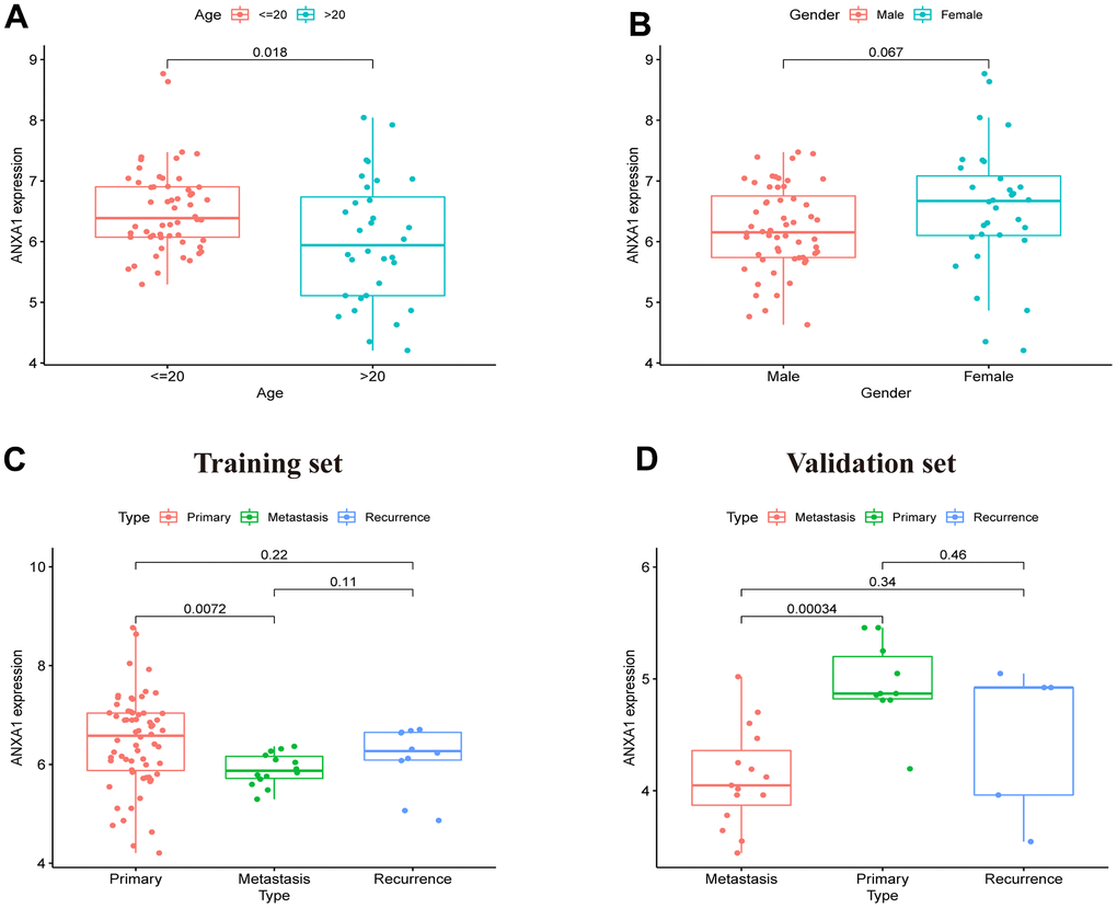 ANXA1 expression in different subgroups based on the GSE17679, GSE45544 and GSE73166 datasets. (A) In different age groups, the expression levels of the ANXA1 gene were higher in the ≤ 20-year-old group than in the > 20-year-old group (P = 0.018). (B) In different gender groups, the expression levels of ANXA1 gene were not significantly different (P = 0.067). (C) In different type groups, the expression levels of the ANXA1 gene were higher in the primary group than in the metastasis group (P = 0.0072), and there was no significant difference between the remaining groups. (D) 22 ES samples from the GSE45544 and GSE73166 datasets validated that the expression levels of the ANXA1 gene were higher in the primary group than in the metastasis group.