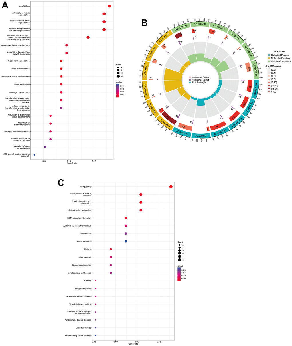 GO functional annotation and KEGG pathway analysis of DEGs. (A) The top 5 biological processes (BP), cellular components (CC), and molecular functions (MF) of DEGs. (B) Enrichment circle diagram of DEGs. (C) KEGG pathway analysis of DEGs.