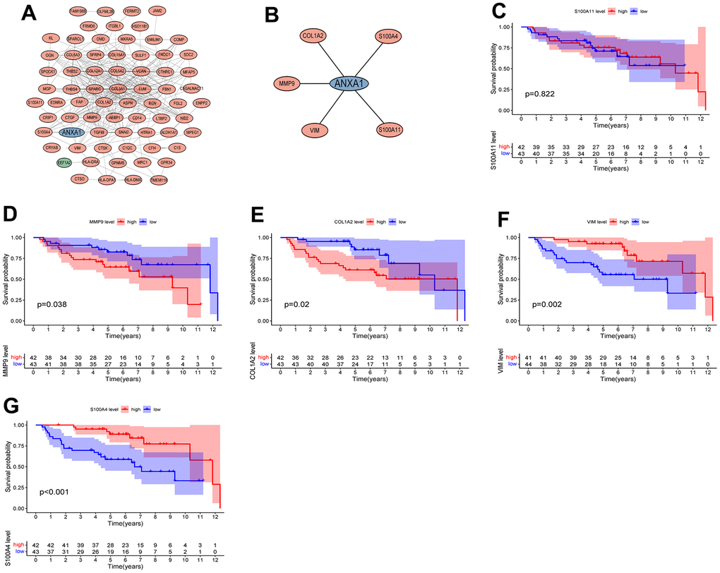 Protein interaction network diagram and survival curves of module genes. (A) The module with the highest MCODE score. (B) The module associated with AXNA1. Red indicates upregulated genes, green indicates downregulated genes, and hub gene is indicated in blue. The expressions of ANXA1-related module genes used to construct the prognosis of ES. (C) S100A11; (D) MMP9; (E) COL1A2; (F) VIM; (G) S100A4. P values 