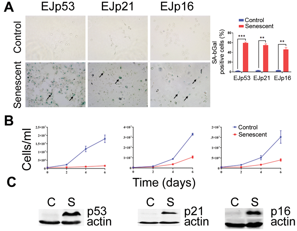 Induction of senescence in the EJ models. (A) Representative images of the SA-β-Gal staining of EJp53, EJp21 and EJp16 uninduced (Control, proliferating) or 6 days after tet removal to induce the expression of p53, p21 or p16, respectively (Senescent). Black arrows point to examples of senescent cells. The graph on the right is a quantitation of SA-β-Gal positive cells of three independent experiments. **, P B) Cell counting of the same cell lines over a period of six days since tet removal. Three independent experiments were performed in duplicates and the averages and standard deviation (SD) were plotted in the graphs. (C) Representative Western blots of lysates of the same cell lines showing expression of the proteins induced by tet removal in each cell line. Actin was used as a loading control.