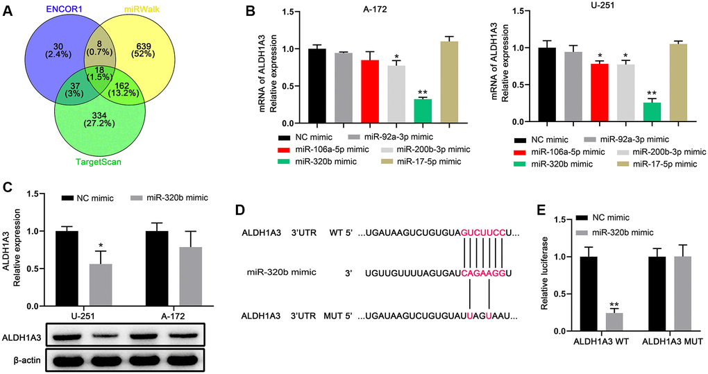 miR-320b is an upstream miRNA that interacts with ALDH1A3 in GBM cell lines. (A) The Venn diagram was used to illustrate the miRNAs that were common in the TargetScan, miRWalk, and ENCOR1 datasets. (B) Among the five miRNAs tested on GBM cell lines, miR-320b had the strongest impact on reducing ALDH1A3 levels. (C) Overexpression of miR-320b caused a decrease in the amount of ALDH1A3 protein in GBM cell lines. (D) The luciferase reporter constructs, ALDH1A3 3′UTR-WT and ALDH1A3 3′UTR-MUT, were created using the seed sequence of miR-320b that matched the 3′UTR of ALDH1A3 mRNA. (E) Luciferase activities were notably deceased after co-transfection of miR-320b mimics and ALDH1A3 WT. WT represents wild type. MUT represents mutation. NC represents negative control. *p **p 