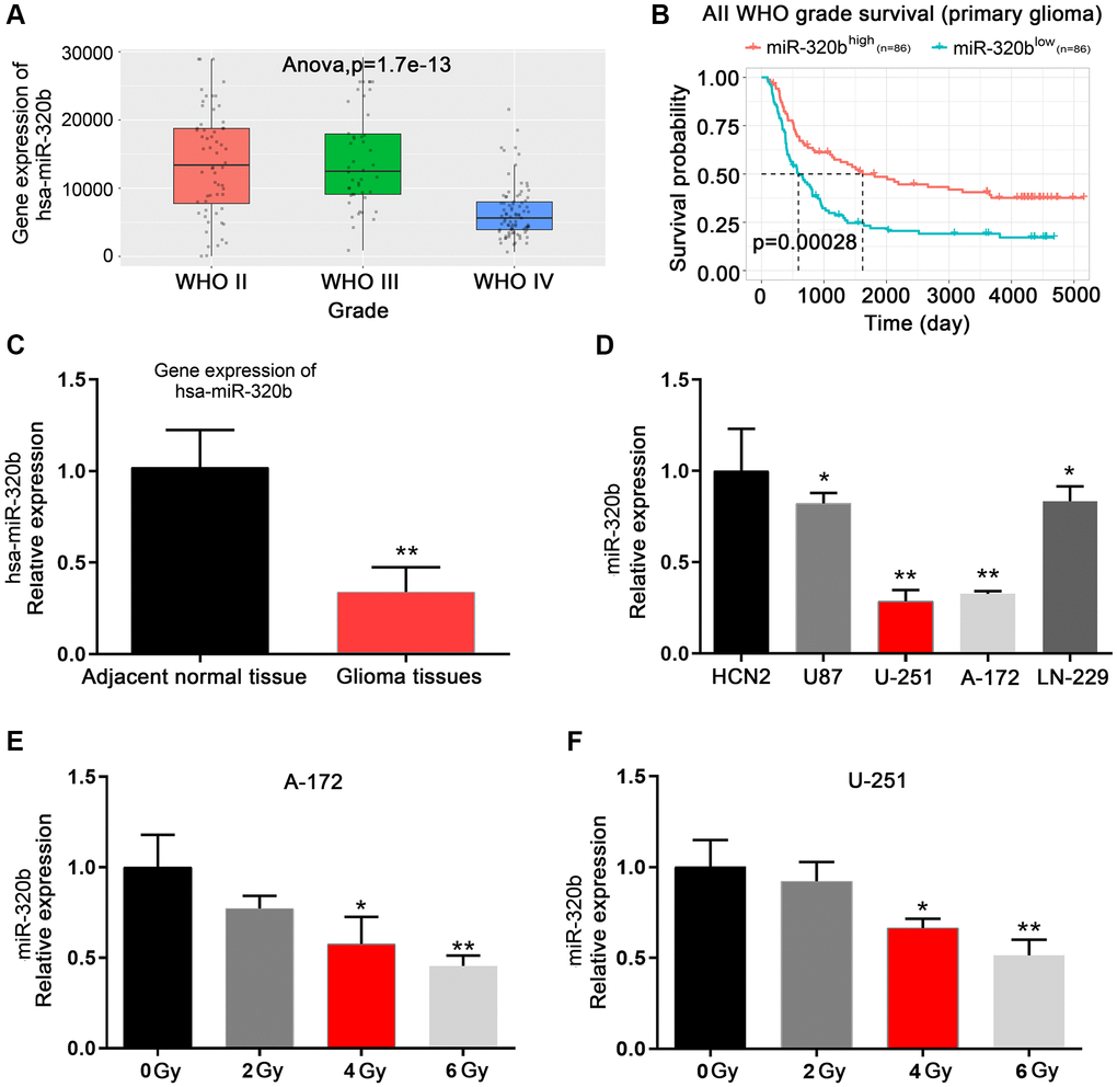 Low expression of miR-320b is associated with poor outcomes and radioresistance in glioma. (A) miR-320b in different WHO grades of glioma based on the CGGA database. (B) Kaplan-Meier analysis of the CGGA database showed a longer overall survival of glioma patients with elevated miR-320b levels. (C) miR-320b was enriched in adjacent normal tissues compared with glioma tissues. (D) Decreased expression of miR-320b was observed in GBM cell lines compared to human cortical neurons (HCN2). (E and F) The mRNA expression levels of miR-320b when GBM cells were exposed to different doses of irradiation (0 Gy, 2 Gy, 4 Gy and 6 Gy). *p **p 