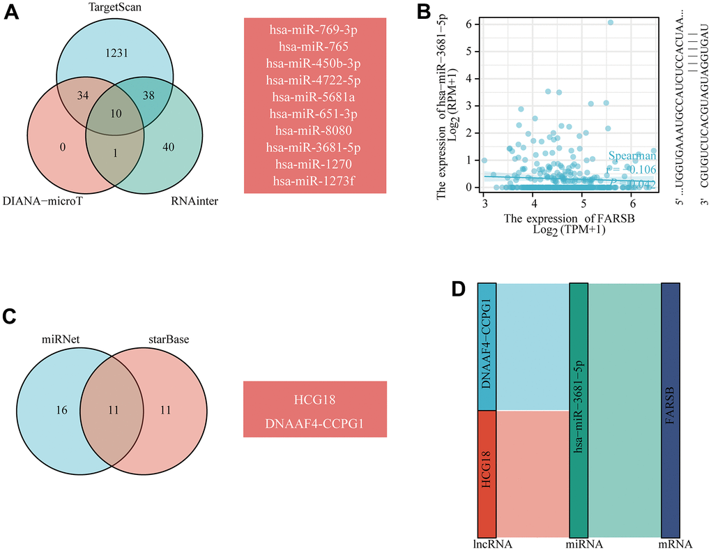 Prediction of the ceRNA network in HCC. (A) Venn diagram showing the results for FARSB targets predicted using the TargetScan, DIANA-microT and RNAinter databases. (B) Scatter plots were generated to show miRNAs-mRNAs with significant correlations. (C) The lncRNAs that bind to target miRNAs were predicted using the miRNet and starBase online databases and displayed in a Venn diagram. (D) Sankey diagram showing the FARSB-related ceRNA regulatory network.