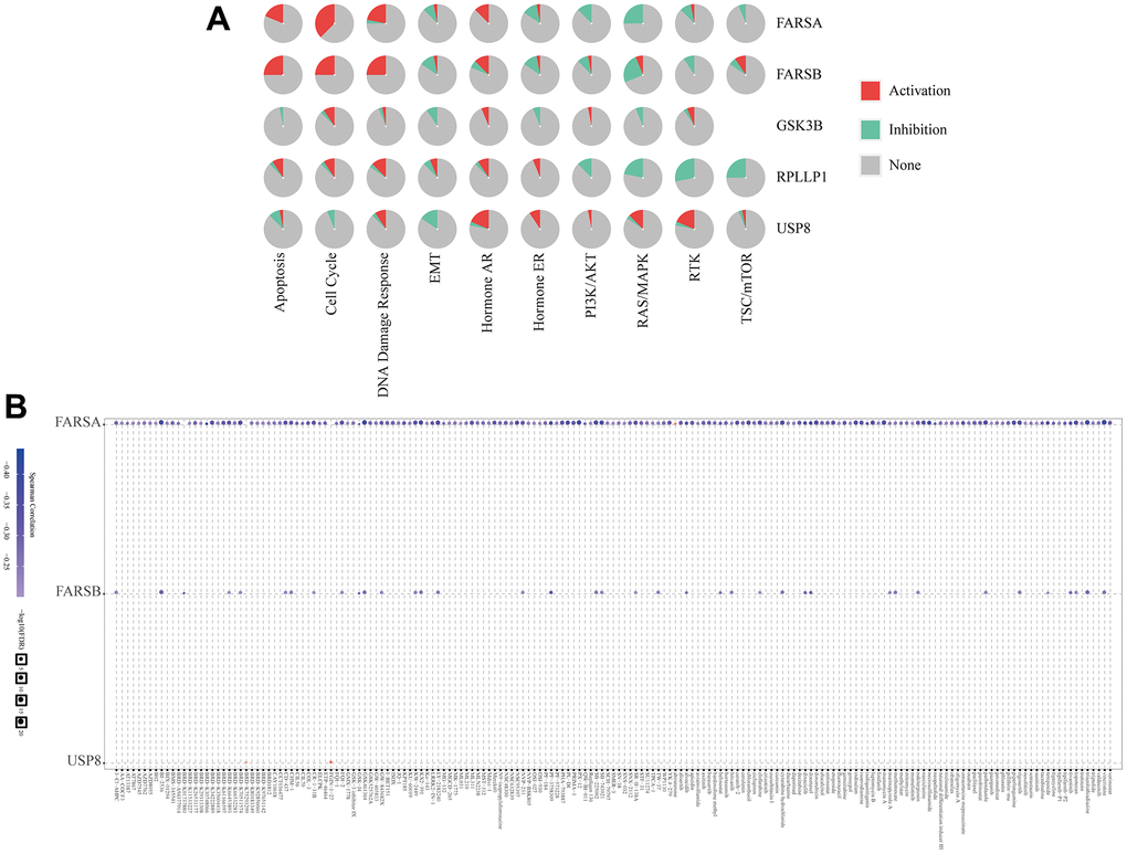 The correlation of drug sensitivity and cancer pathway activity about FARSB in HCC patients. (A) FARSB-related cancer pathway activity. (B) FARSB-related drug sensitivity using GDSC.