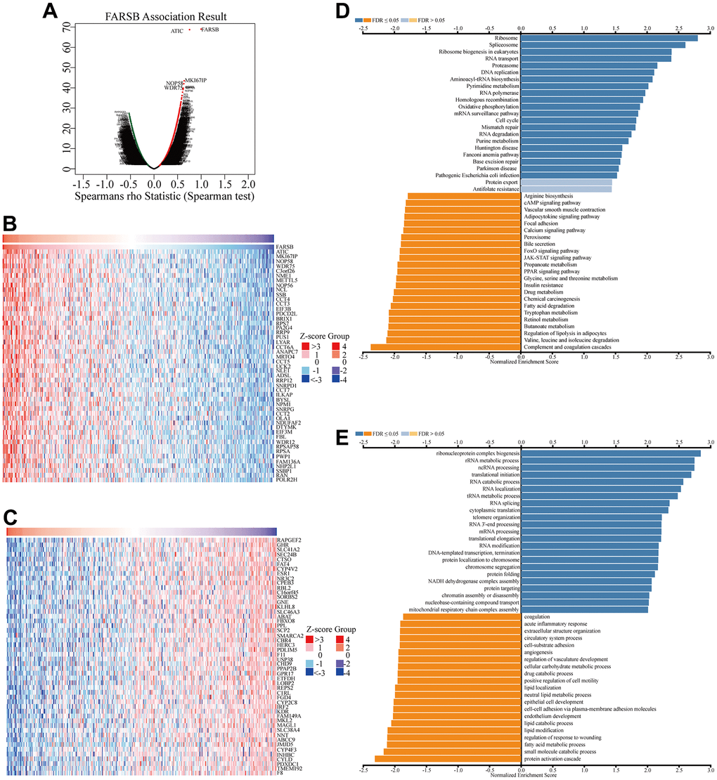 Co-expression genes of FARSB in HCC. (A) Volcano plot of genes highly correlated with FARSB identified by the Spearman test in LIHC. Red and green dots represent genes significantly positively and negatively correlated with FARSB, respectively. Heatmaps of the top 50 genes (B) positively and (C) negatively correlated with FARSB. (D, E) Significantly enriched GO and KEGG pathways of FARSB. GO: Gene Ontology; KEGG: Kyoto Encyclopedia of Genes and Genomes.