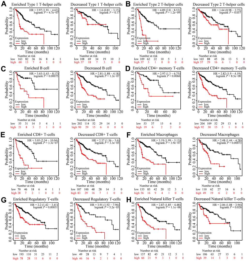 Prognostic analysis of FARSB expression in HCC in view of immune cells. Kaplan-Meier survival curves according to high and low expression of FARSB in immune cell subgroups in HCC. (A–H) Correlations between FARSB expression and OS in different immune cell subgroups in HCC patients.