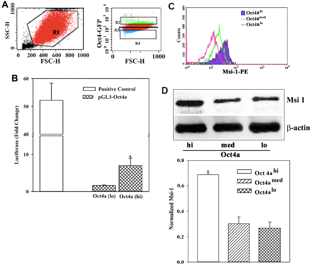 Msi 1 expression in BCC subsets. (A) Shown is the gating scheme for MDA-MB-231 cells, stably expressing pOct4a-GFP for different GFP intensities. (B) MDA-MB-231 cells with stable pOct4a-GFP were sorted for Oct4ahi (CSCs) and Oct4alo cells. The cells were transfected with pGL3-Luc under the control of the upstream regulatory region of Oct4a. Control included unsorted BCCs transfected with pGL3-Luc under the control of the CMV promoter (open bar). The mean fold change of luciferase is presented for three independent experiments. * plo BCCs. (C) Flow cytometry was performed for Msi 1 using the gating scheme shown in `A’. The histogram represents five different experiments. (D) MDA-MB-231 with pOct4a-GFP were sorted for Oct4a (hi) or (lo) subsets and their whole cell extracts were studied for Msi 1 by western blot. The normalized band densities (mean±SD) of three independent experiments below. * pmed or Oct4alo.