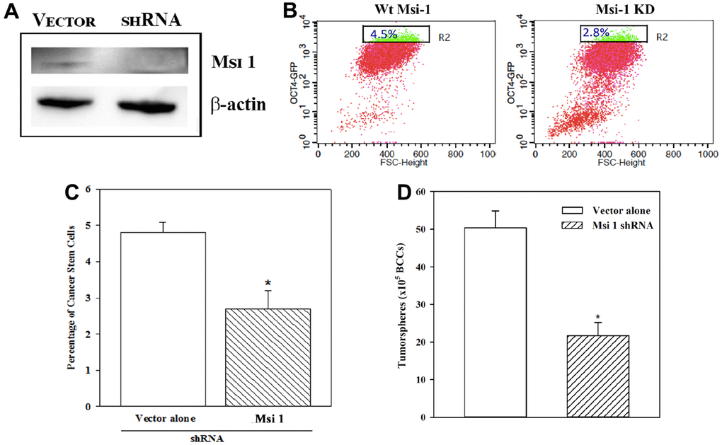 CSCs in Msi-1 knockdown BCCs. MDA-MB-231 with stable pOct4a-GFP was knockdown for Msi 1 (A) and then analyzed for Oct4ahi cells (B). The mean±SD percentages of Oct4ahi cells in the knockdown and vector (with scramble shRNA) transfected BCCs are presented for four different experiments (C). * pD). * p